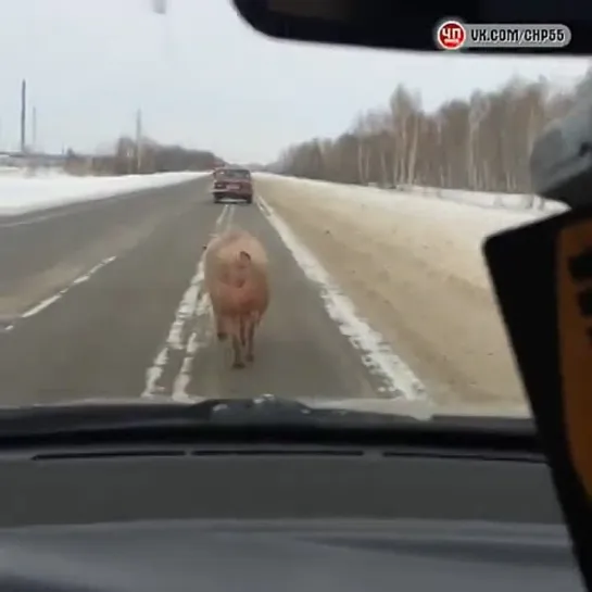 Свинья на Красноярском тракте (16.01.2015)