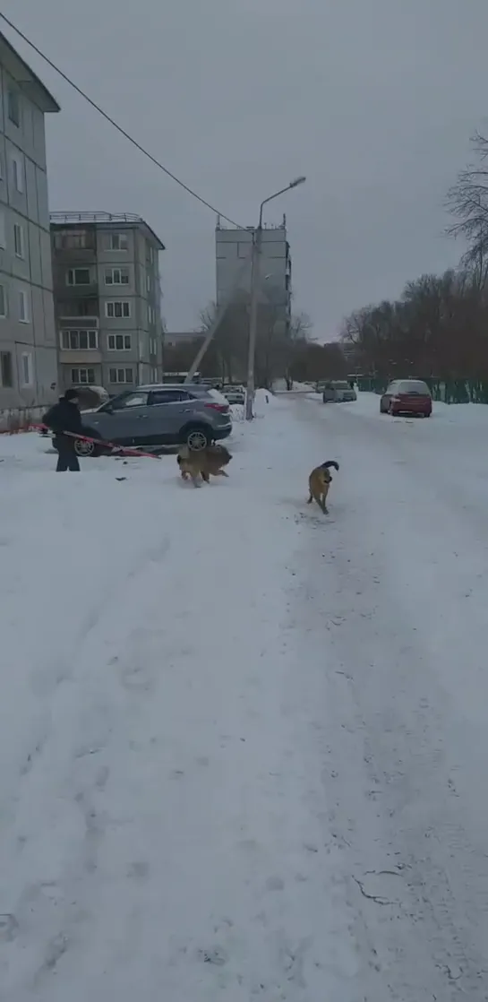 Агрессивные уличные собаки на ул. 10-я Чередовая (20.02.2020)