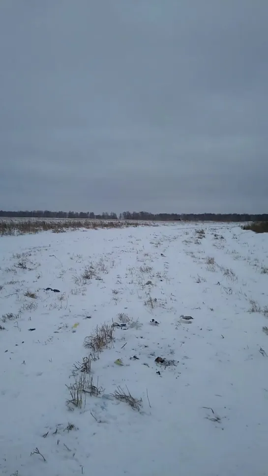 Останки животных за Ракитинкой (07.12.2019)