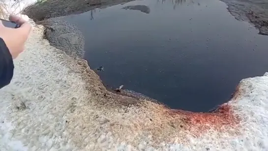 Кровавый водоем возле Калачинска (05.12.2019)