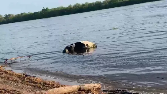 Тушу коровы прибило к Центральному пляжу в Омске (28.05.2019)