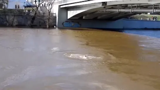 Спрыгнул с Юбилейного моста в Омку (06.05.2019)