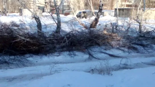 Выпиливание деревьев на Московке-2 (03.12.2015)