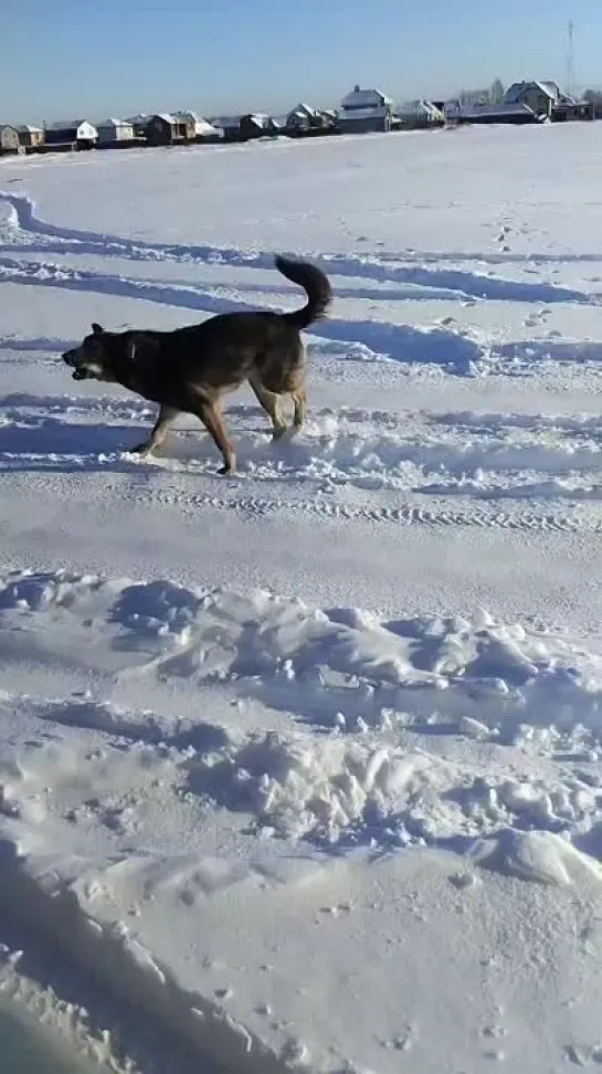 Видео от ЧП Омск