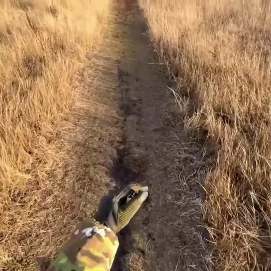 Видео от ЧП Омск