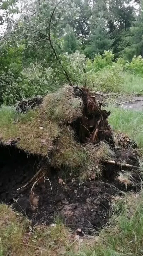 Видео от ЧП Омск