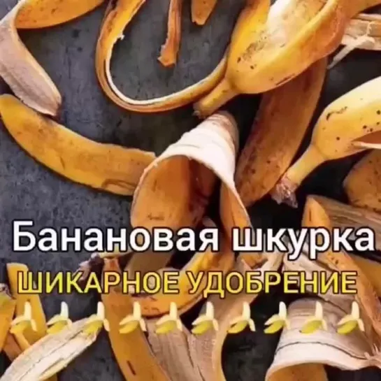 🍌 Удобрение из банановой шкурки