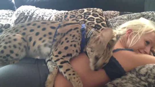 Exotic Cat Loves Girl.