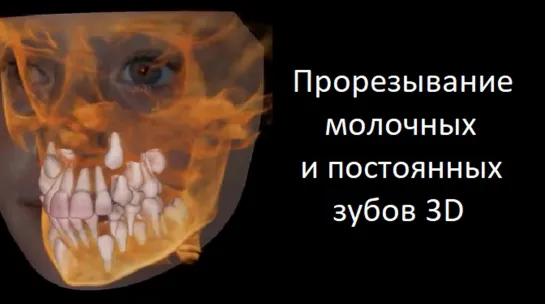 Прорезывание молочных и постоянных зубов 3D. Стоматология.