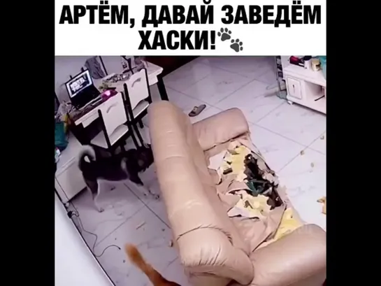 АРТЁМ, ДАВАЙ ЗАВЕДЁМ ХАСКИ! 🐾