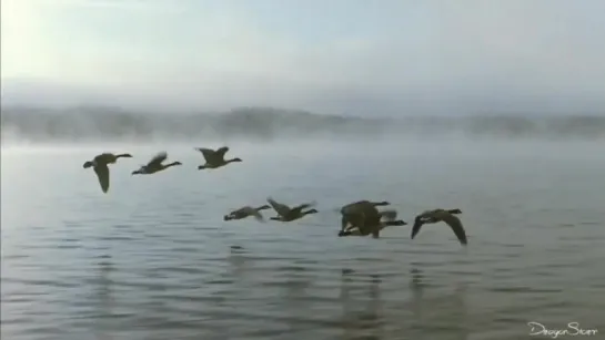 The Feather Dance