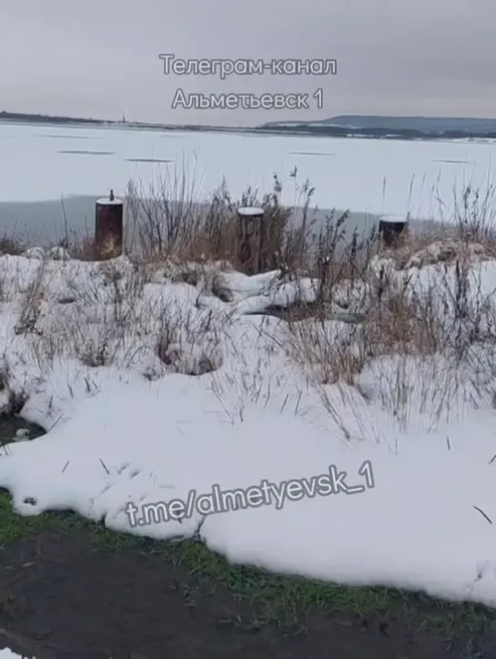 Новые лебеди появились на водохранилище Альметьевска?