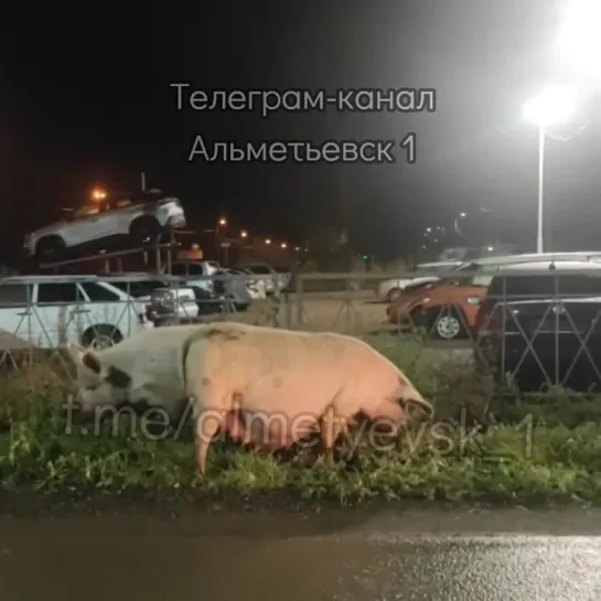 Свиньи бегают по улицам Альметьевска.