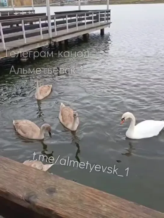 Перелётные лебеди остановились на озере Альметьевска.