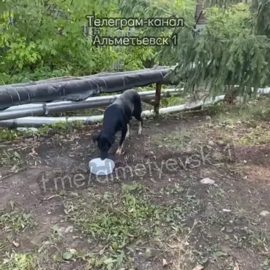 Собачью семью не оставили в беде жители Альметьевска.