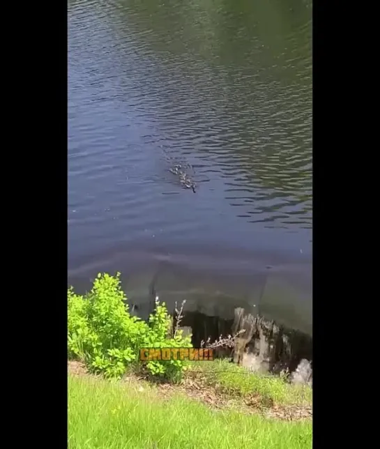 Видео не для слабонервных