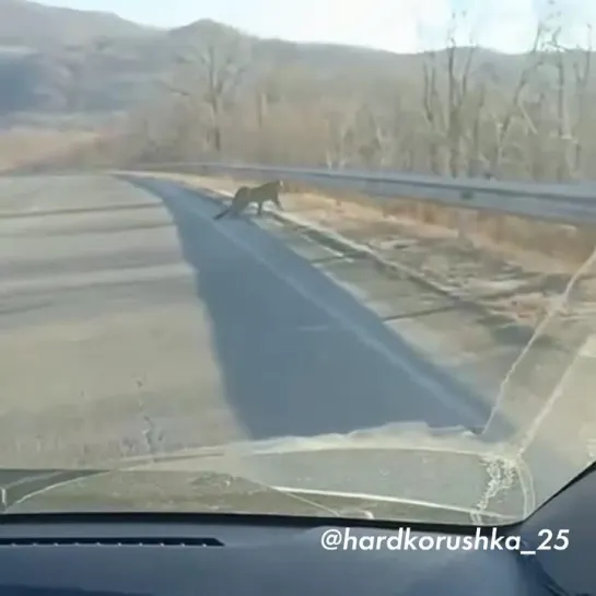 Леопард перебежал дорогу