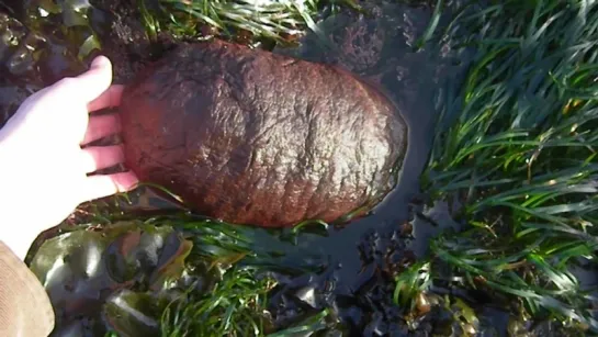 Gumboot Chiton (Cryptochiton stelleri)