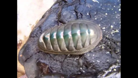 Australian chiton