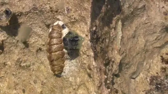 Quitón (Chiton tuberculatus) - Chiton