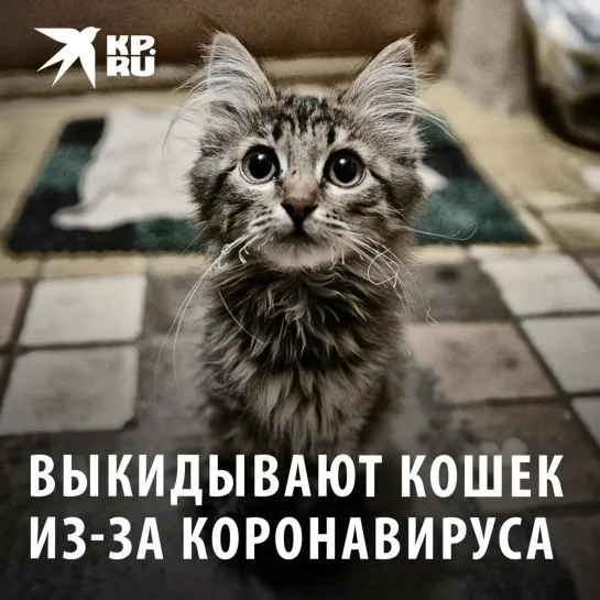 Выкидывают кошек из-за коронавируса