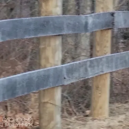 Видео от Слоновый прыгунчик