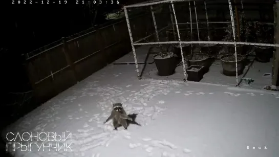 Видео от Слоновый прыгунчик