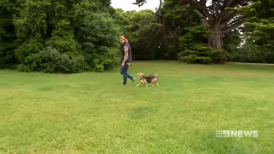 Beagle adopts baby possum