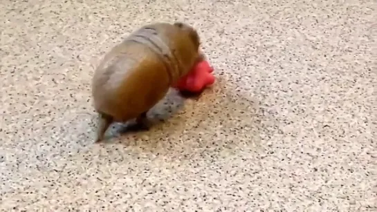 armadillo на досуге