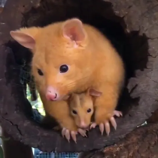 mother Golden Possum with her baby.