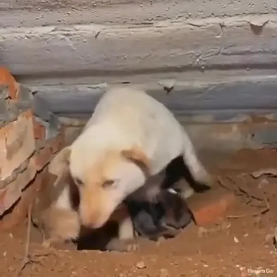 Видео от Кавказский Переулок