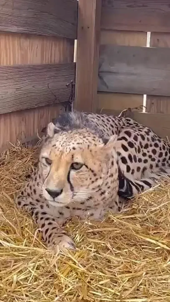 Видео от Кавказский Переулок