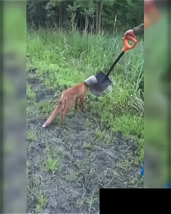 Видео от Кавказский Переулок