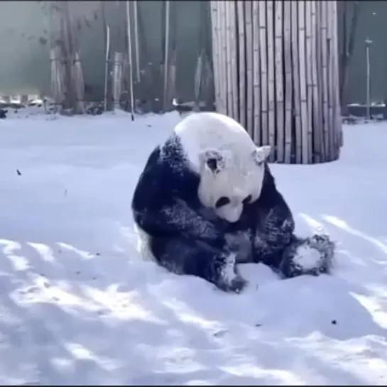 Видео от Кавказский Переулок