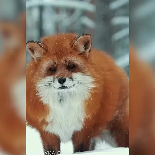 Видео от Кавказский Переулок