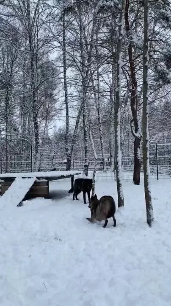 Видео от Кавказский Переулок