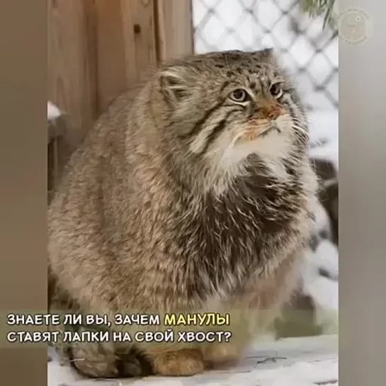 Видео от Кавказский Переулок