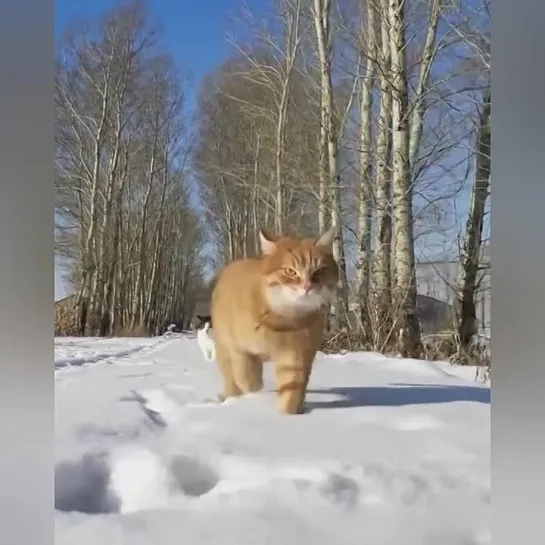 Видео от Кавказский Переулок