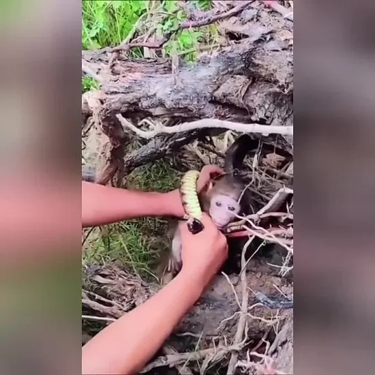 Видео от Кавказский Переулок