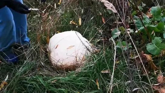 Видео от Кавказский Переулок