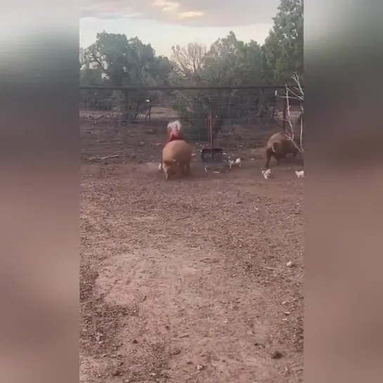 Видео от Кавказский Переулок