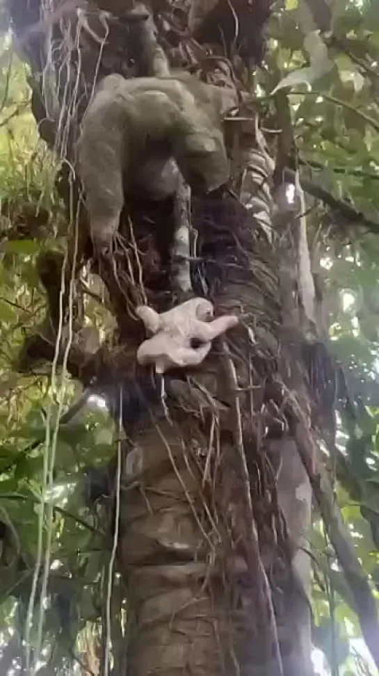 Видео от Кавказский Переулок