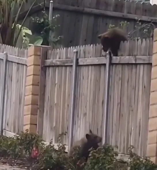 Видео от Кавказский Переулок