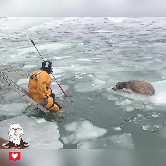 Видео от Кавказский Переулок