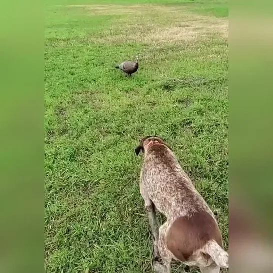 Видео от Кавказский Переулок