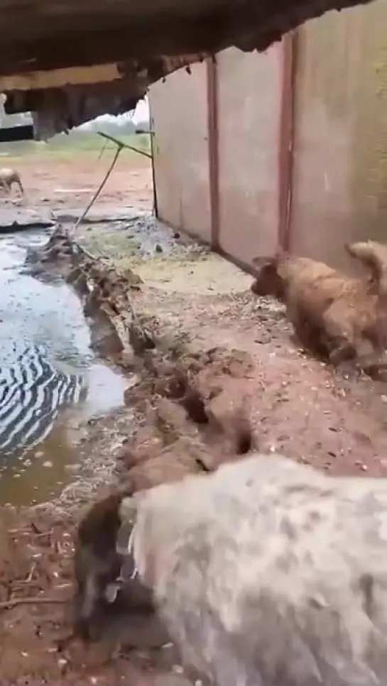 Видео от Кавказский Переулок