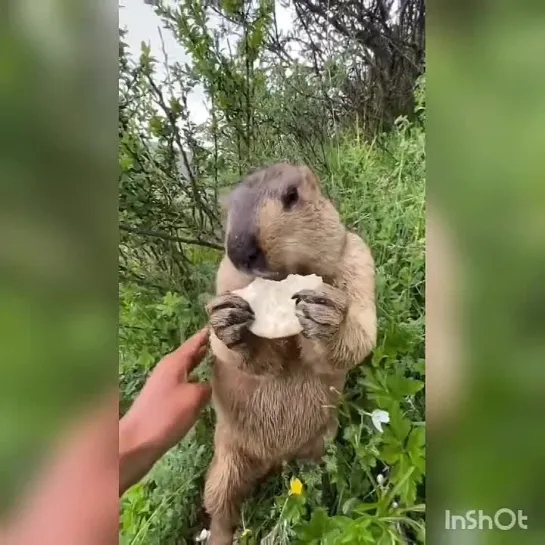 Видео от Кавказский Переулок