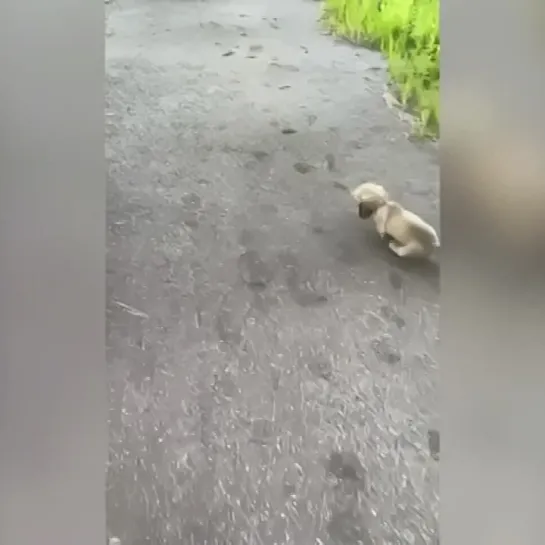 Видео от Мечта хозяйки