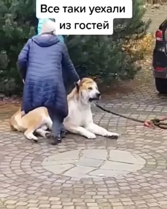 Видео от Мечта хозяйки