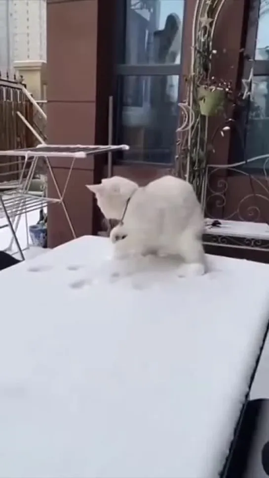 Видео от Мечта хозяйки